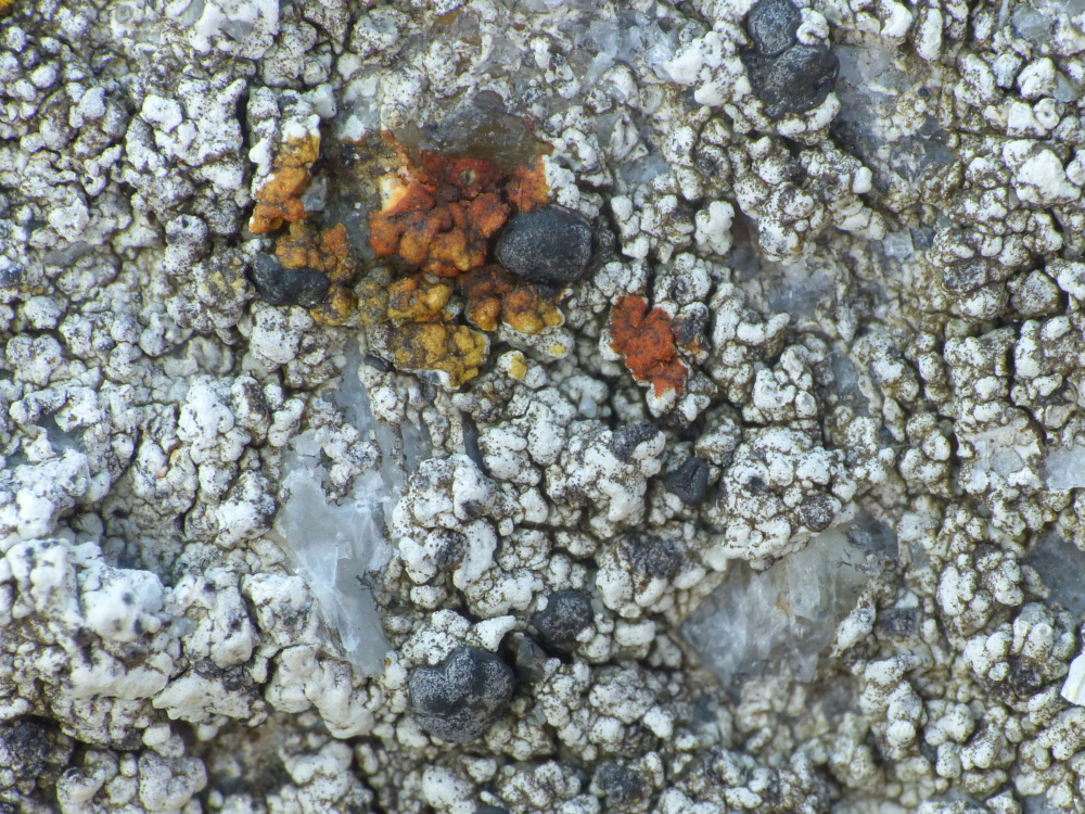 Porpidia platycarpoides (door Henk-Jan van der Kolk)