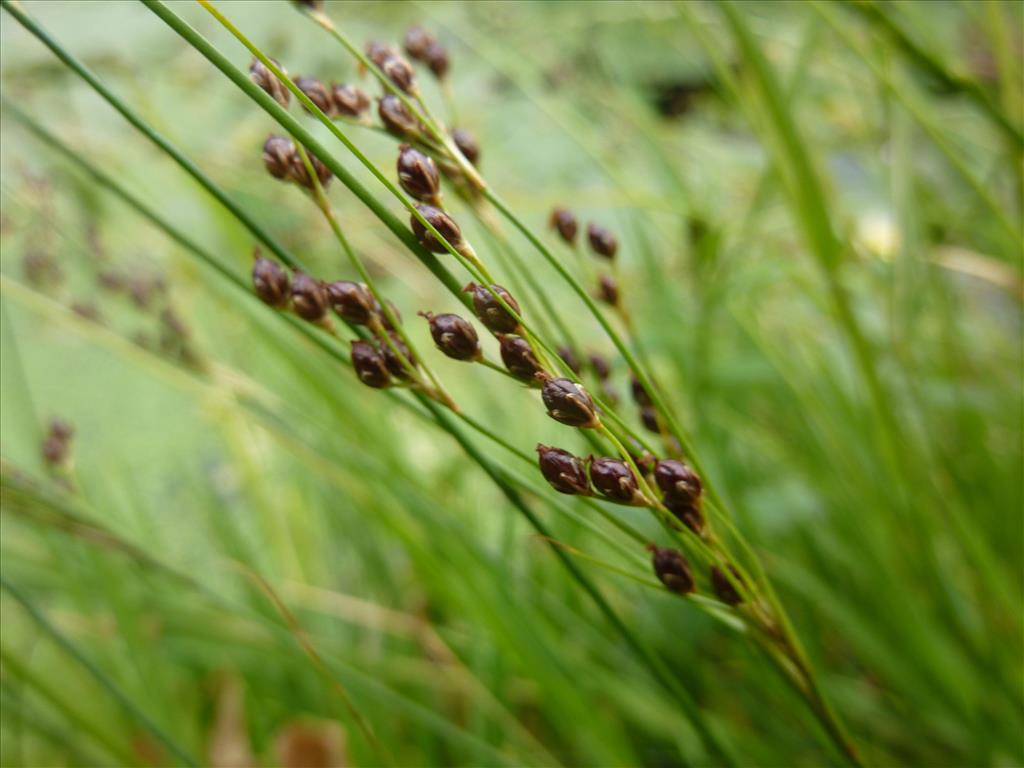 Juncus compressus (door Koen van Zoest)