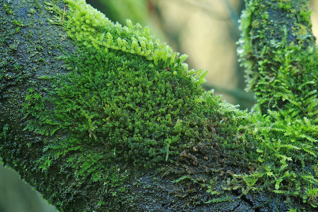 Platygyrium repens (door Jan Kersten)