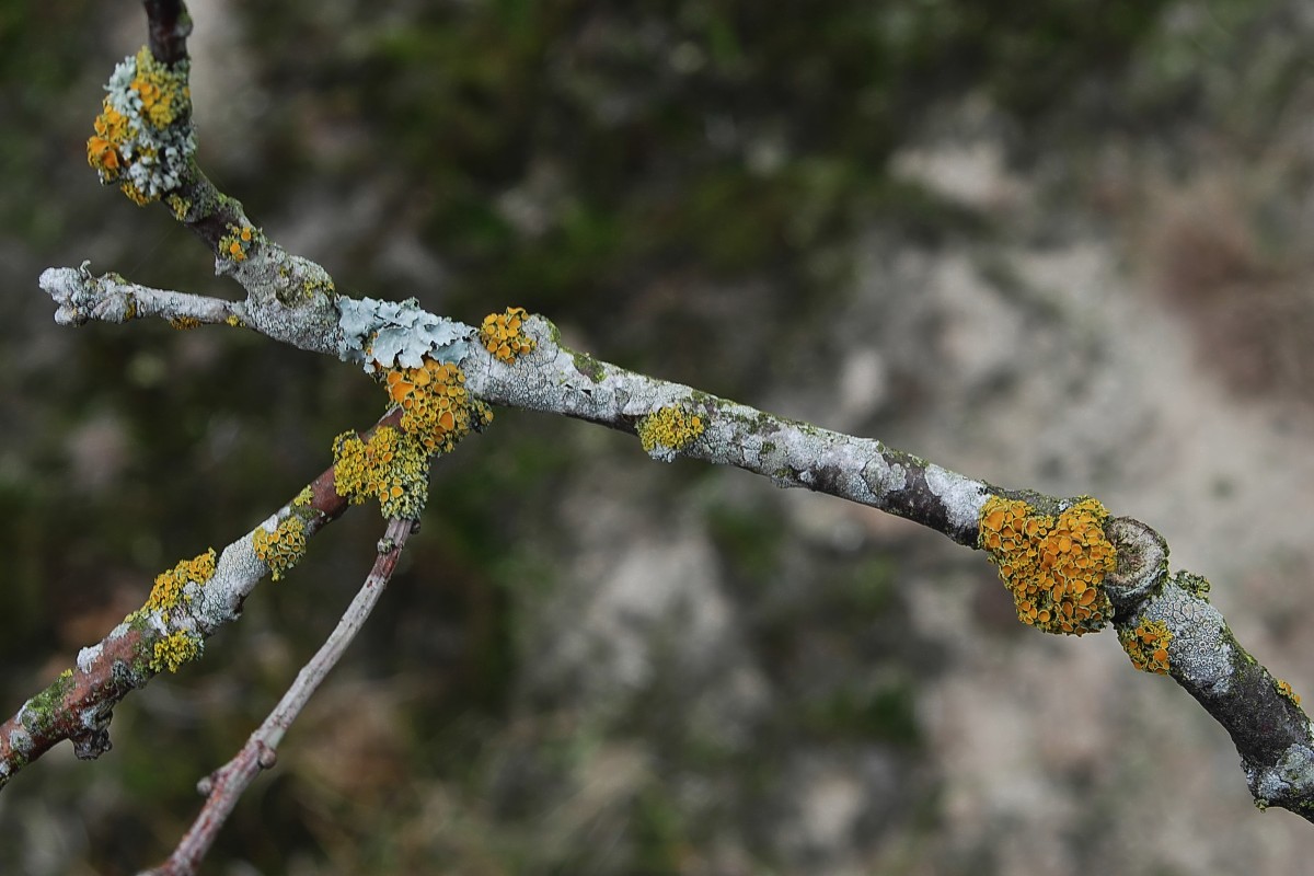 Polycauliona polycarpa (door Arjan de Groot)