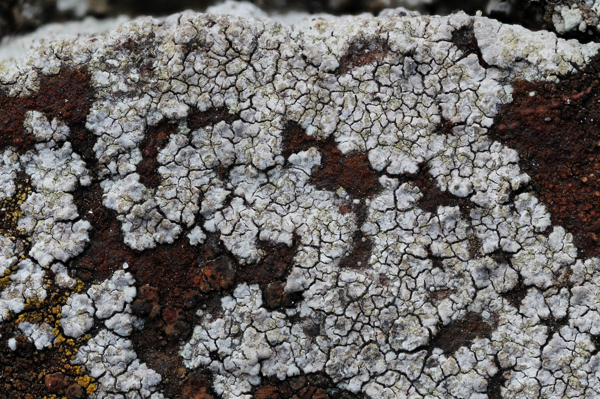 Trapelia placodioides (door Arjan de Groot)