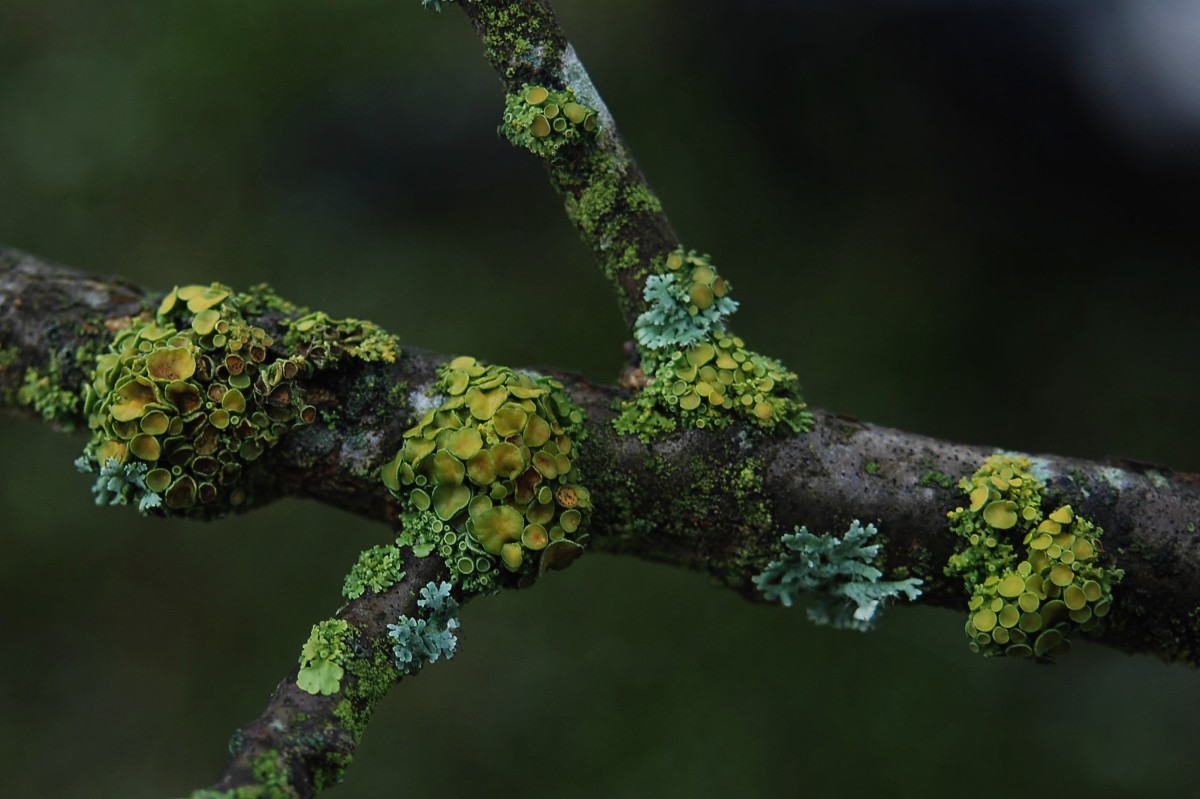 Polycauliona polycarpa (door Arjan de Groot)