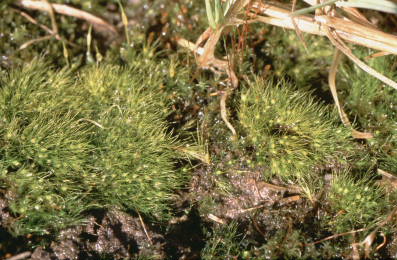 Pleuridium subulatum (door Klaas van der Veen)