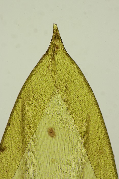 Pleurozium schreberi (door Jan Kersten)