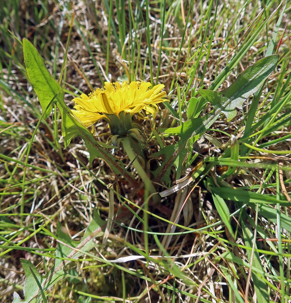 Taraxacum ploegii (door Otto Zijlstra)