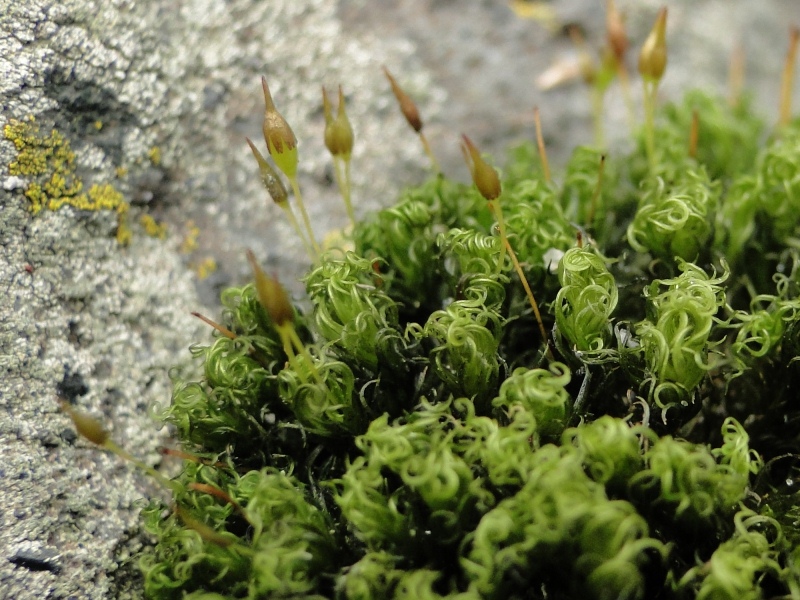 Ptychomitrium polyphyllum (door Henk-Jan van der Kolk)