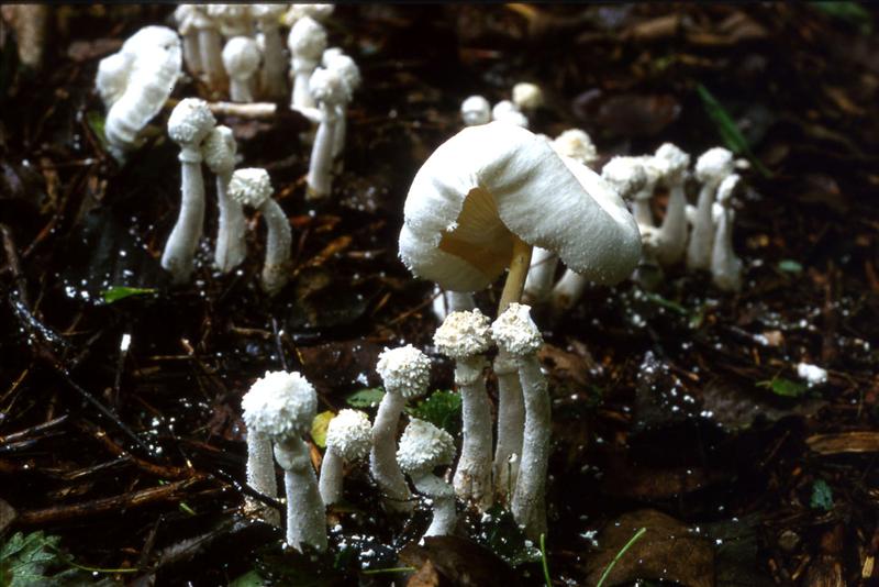 Leucocoprinus cretaceus (door Fons. Kolkman)