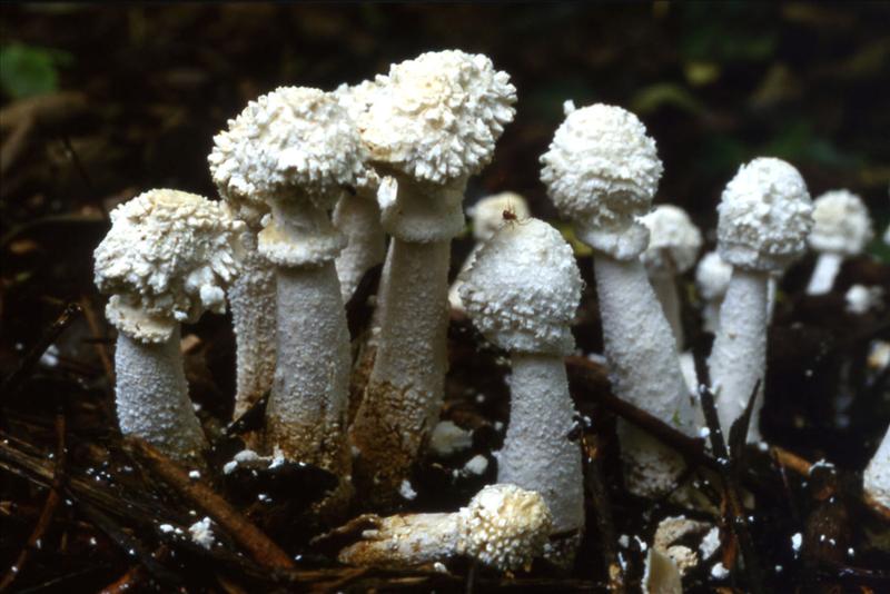 Leucocoprinus cretaceus (door Fons. Kolkman)