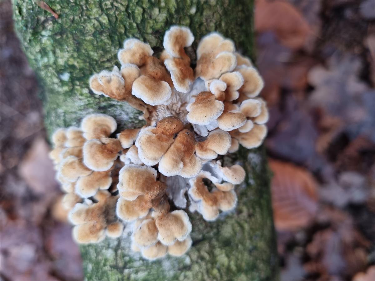 Plicaturopsis crispa (door Rolia Wiggelinkhuijsen)