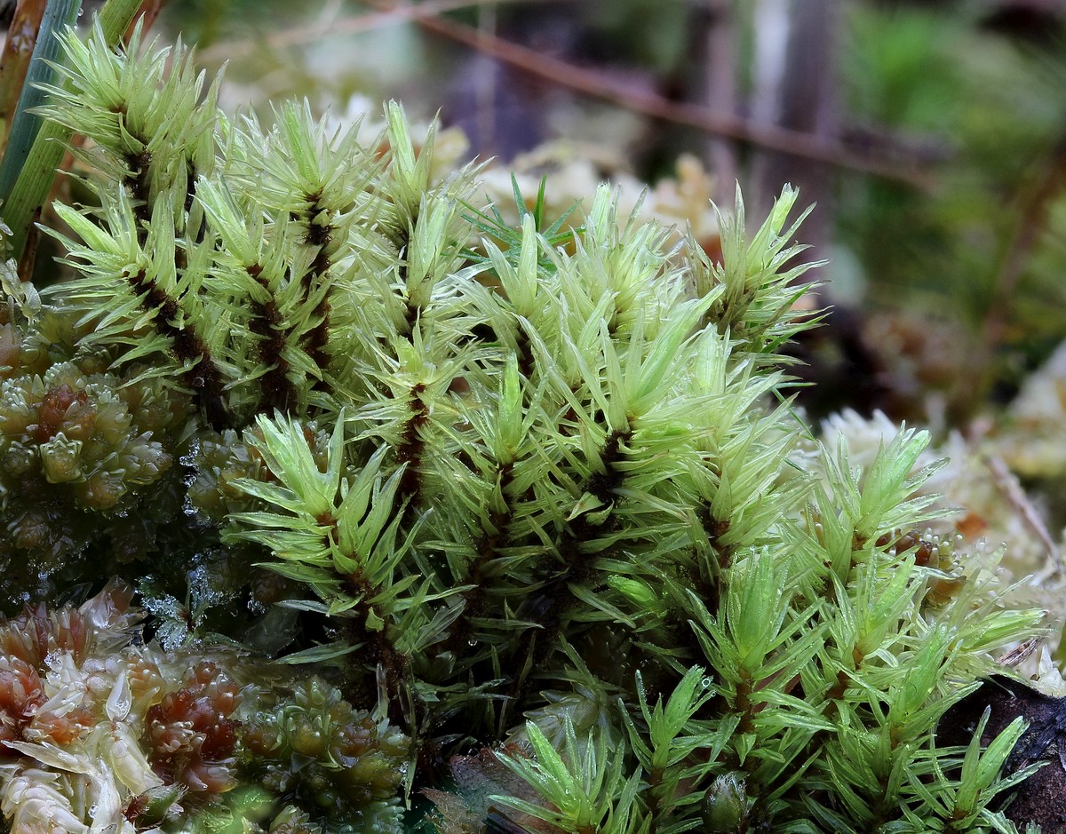 Aulacomnium palustre (door Arjan de Groot)