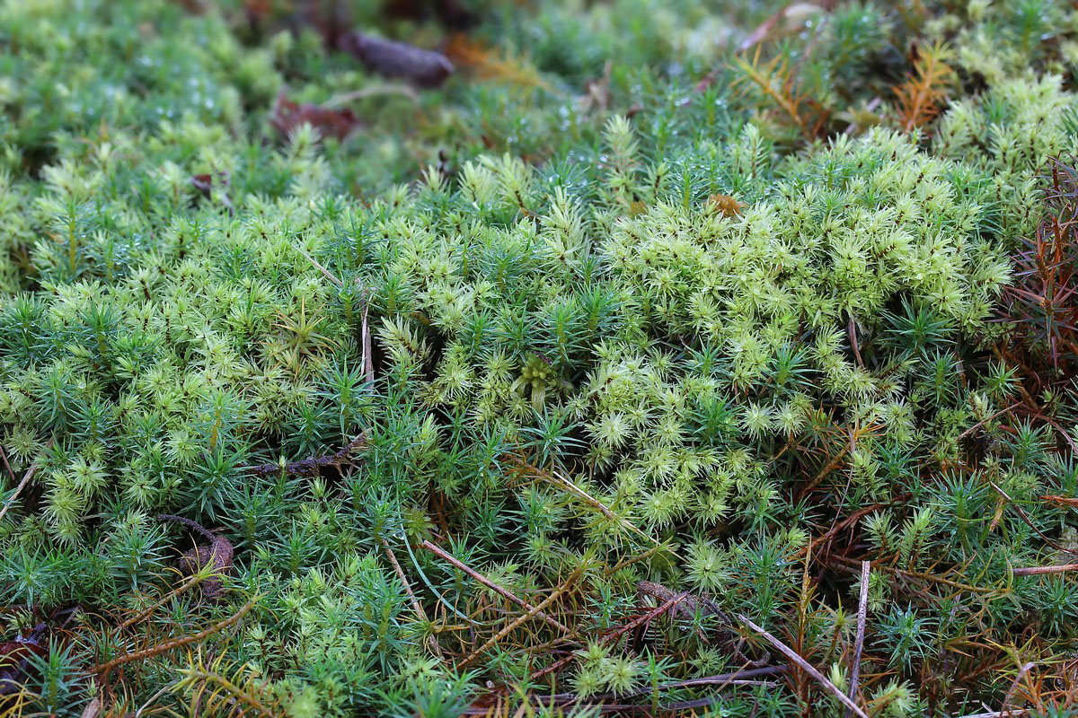 Aulacomnium palustre (door Arjan de Groot)