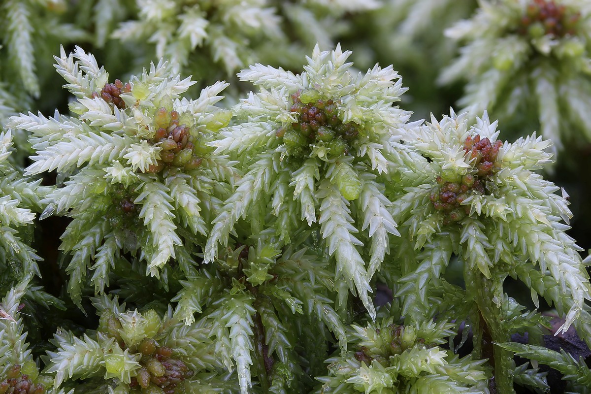 Sphagnum palustre (door Arjan de Groot)