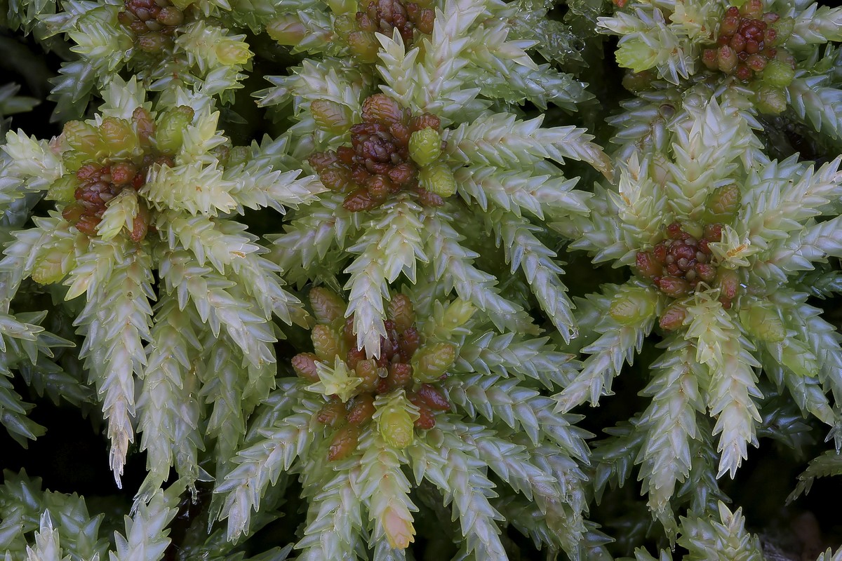 Sphagnum palustre (door Arjan de Groot)