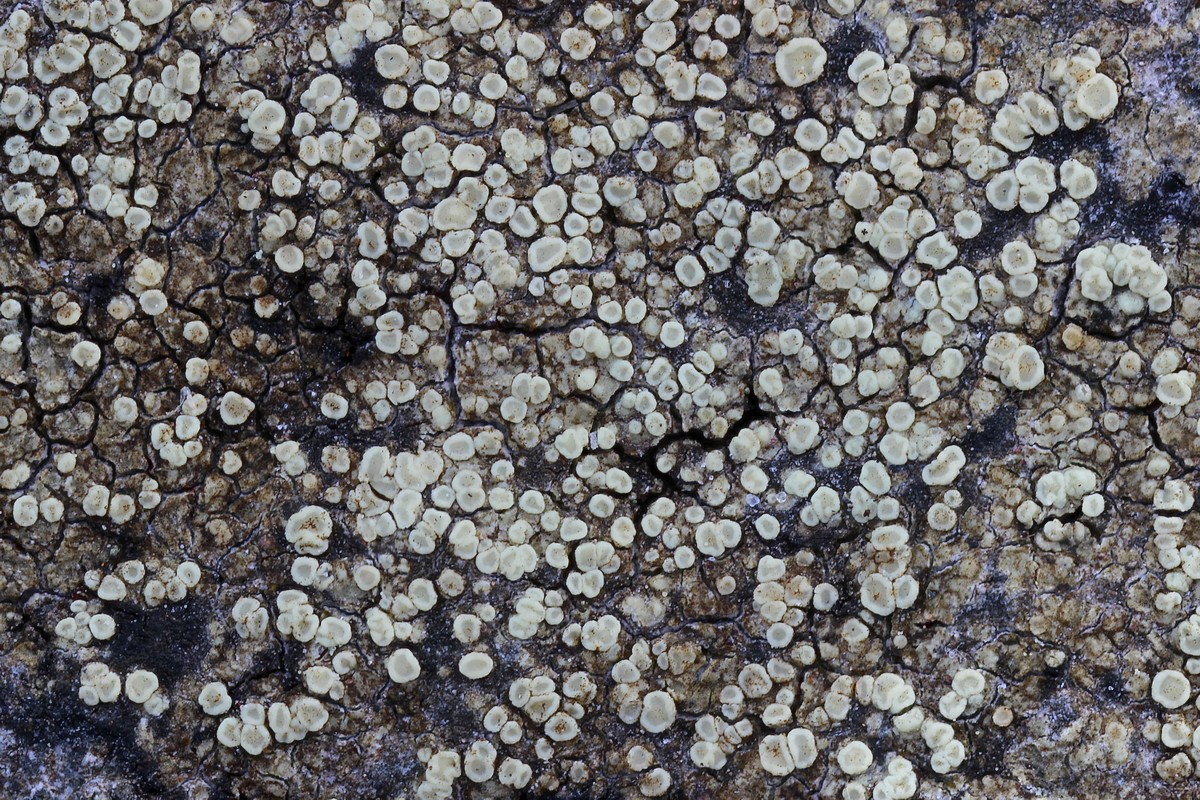 Lecanora polytropa (door Arjan de Groot)