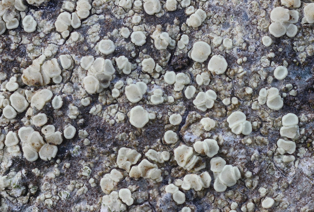 Lecanora polytropa (door Arjan de Groot)