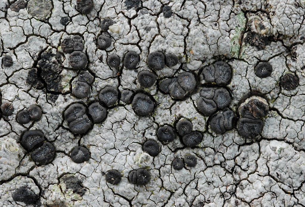 Porpidia macrocarpa (door Arjan de Groot)