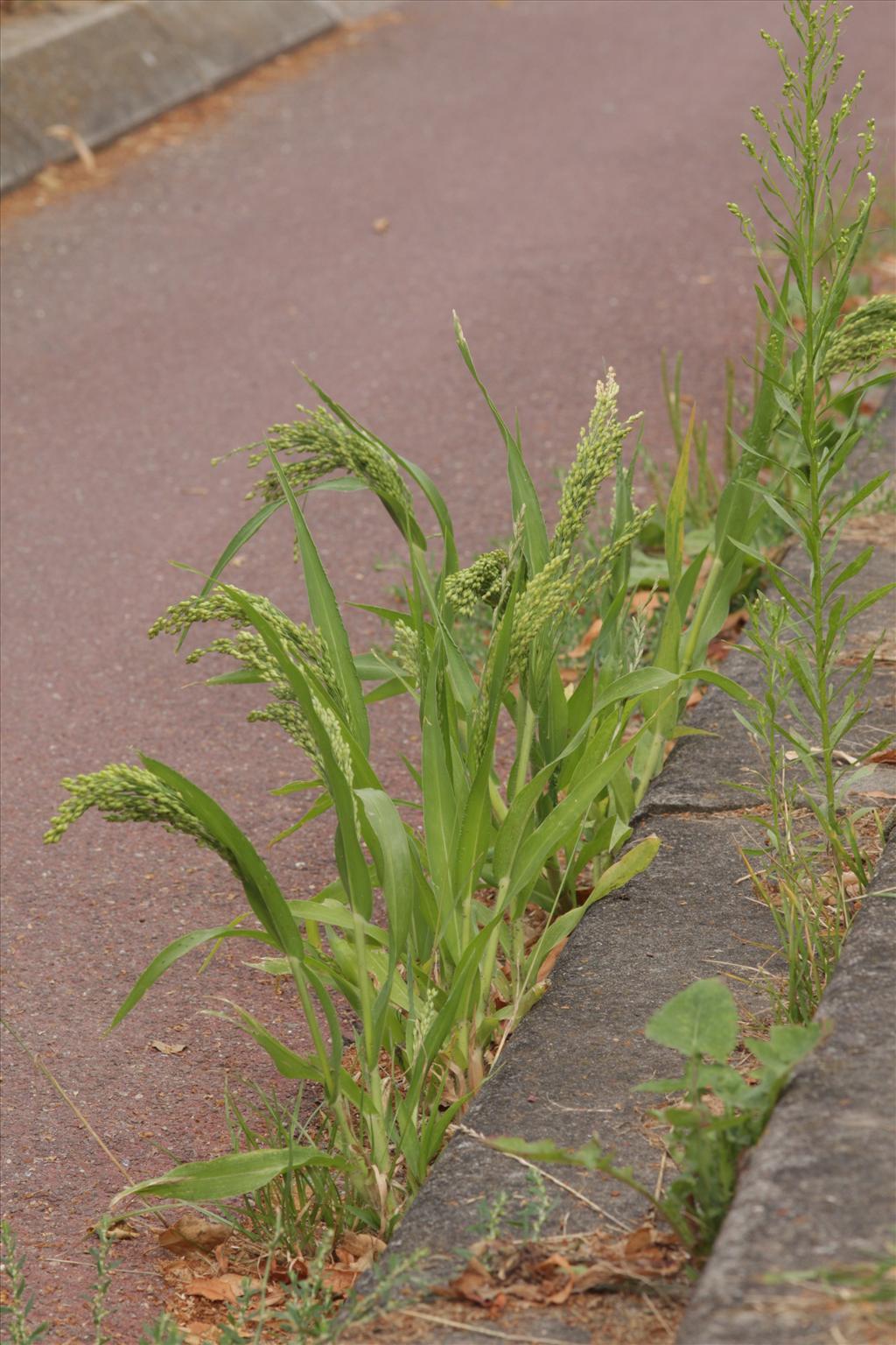 Panicum miliaceum (door Gerrit Hendriksen)