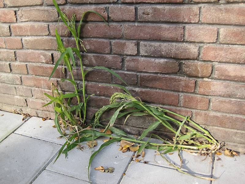 Panicum miliaceum (door Grada Menting)