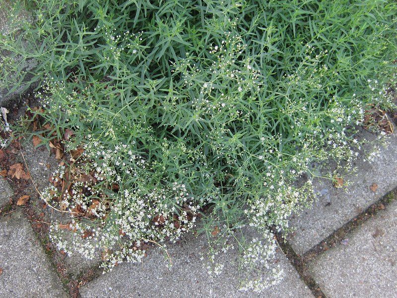 Gypsophila paniculata (door Grada Menting)