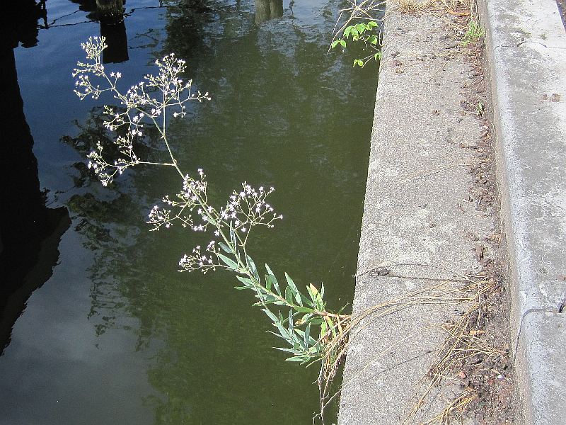 Gypsophila paniculata (door Grada Menting)