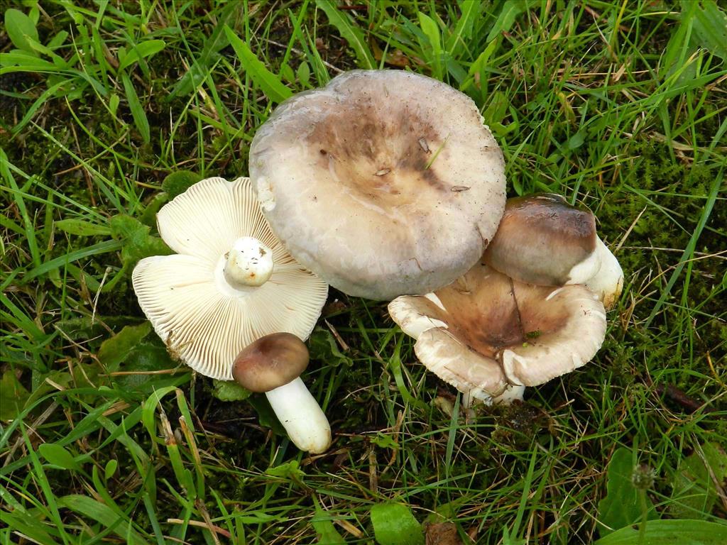 Russula plumbeobrunnea (door Jaap Wisman)