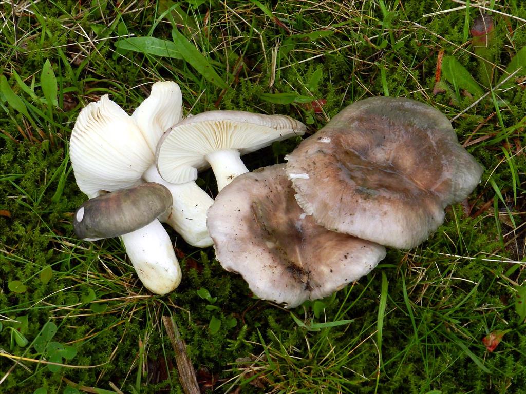 Russula plumbeobrunnea (door Jaap Wisman)