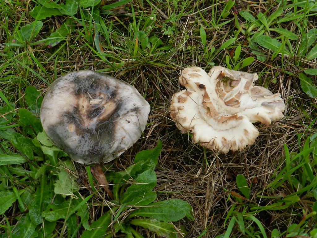 Russula plumbeobrunnea (door Jaap Wisman)