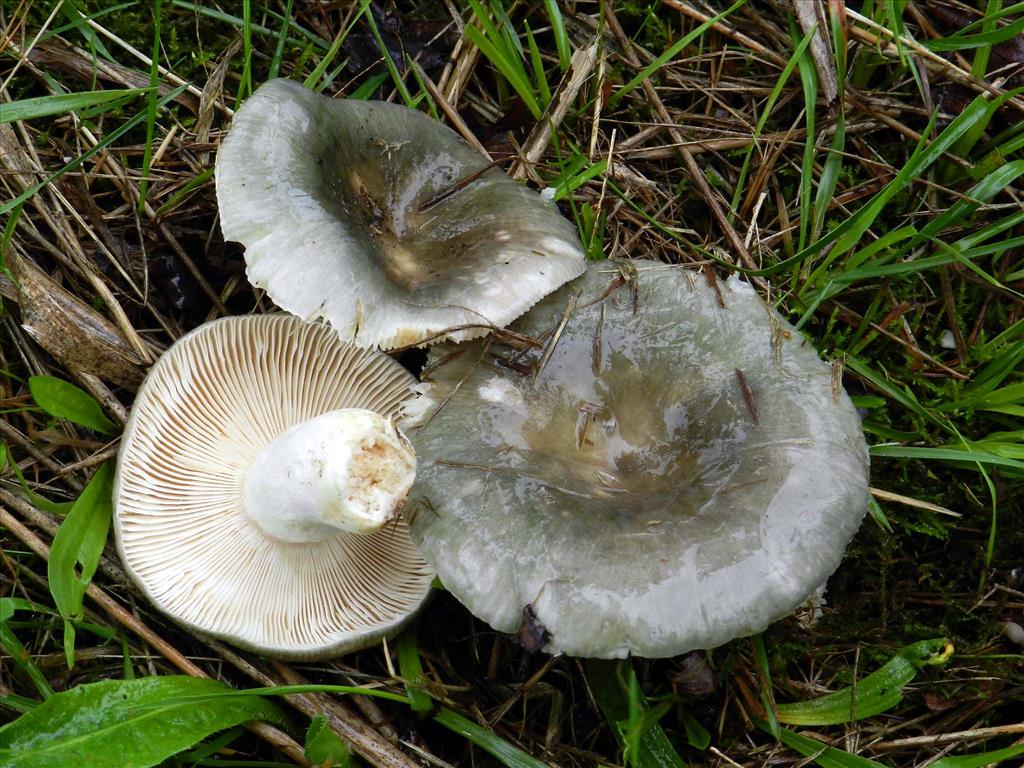 Russula plumbeobrunnea (door Jaap Wisman)