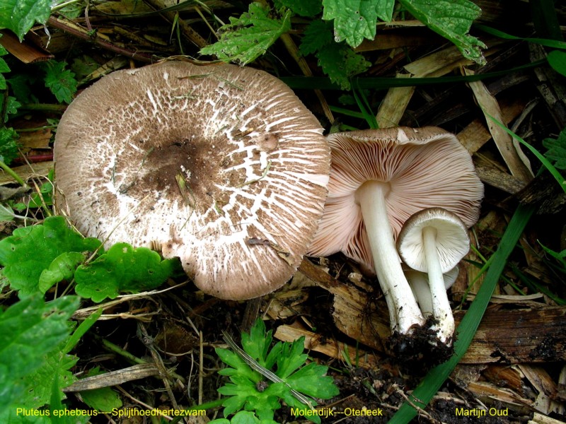 Pluteus ephebeus (door Martijn Oud)