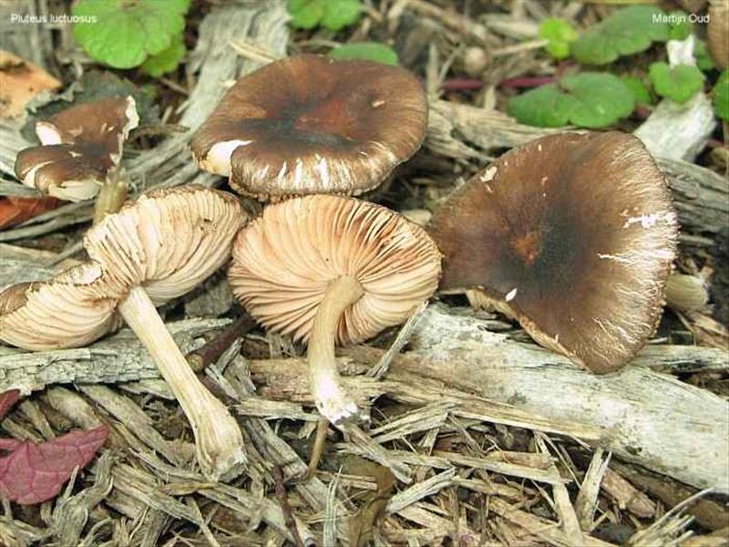 Pluteus luctuosus (door Martijn Oud)