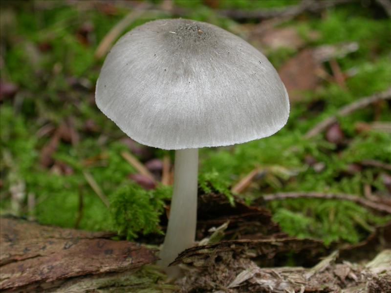 Pluteus salicinus (door Laurens van Run)