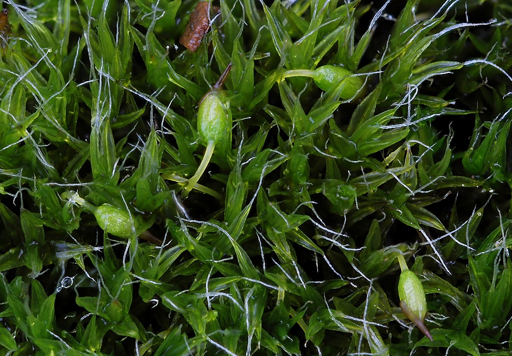 Grimmia pulvinata (door Arjan de Groot)