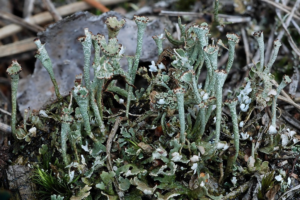 Cladonia phyllophora (door Arjan de Groot)