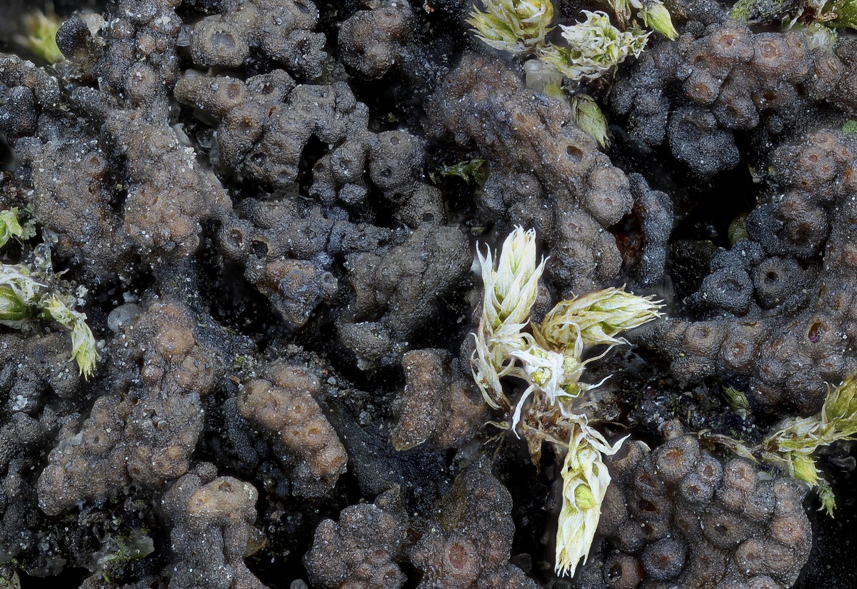 Lempholemma polyanthes (door Arjan de Groot)