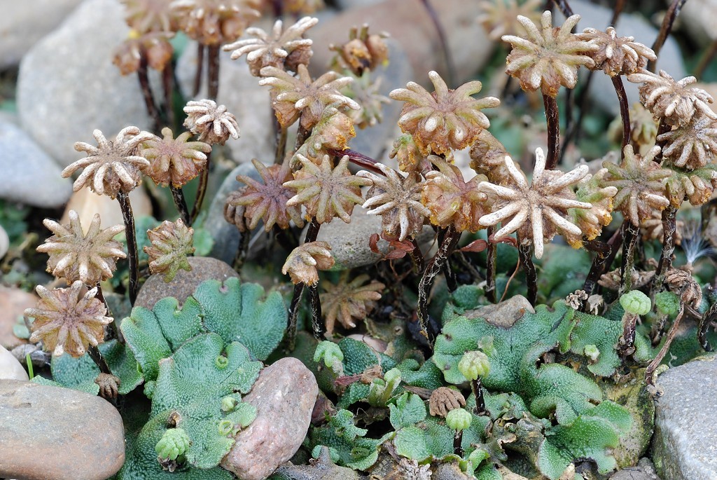 Marchantia polymorpha subsp. ruderalis (door Arjan de Groot)