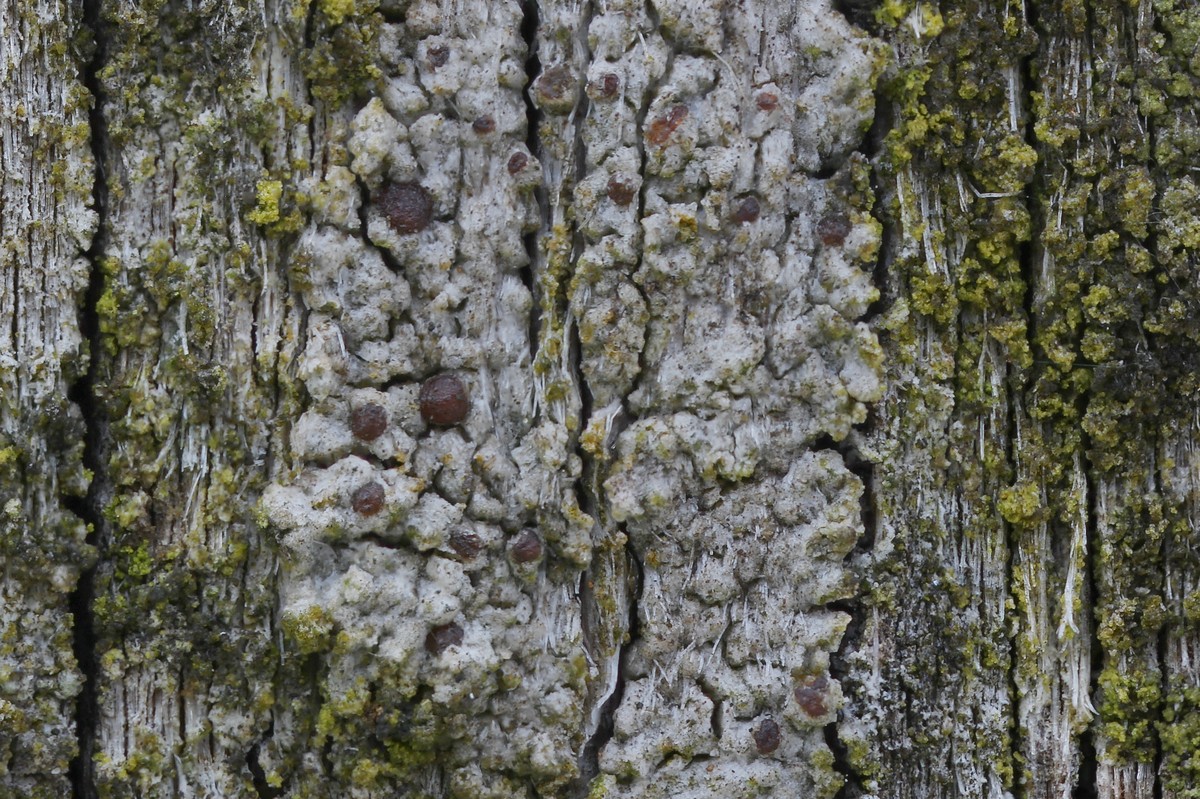 Strangospora pinicola (door Arjan de Groot)