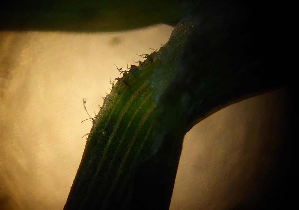 Poa pratensis subsp. irrigata (door Koen van Zoest)