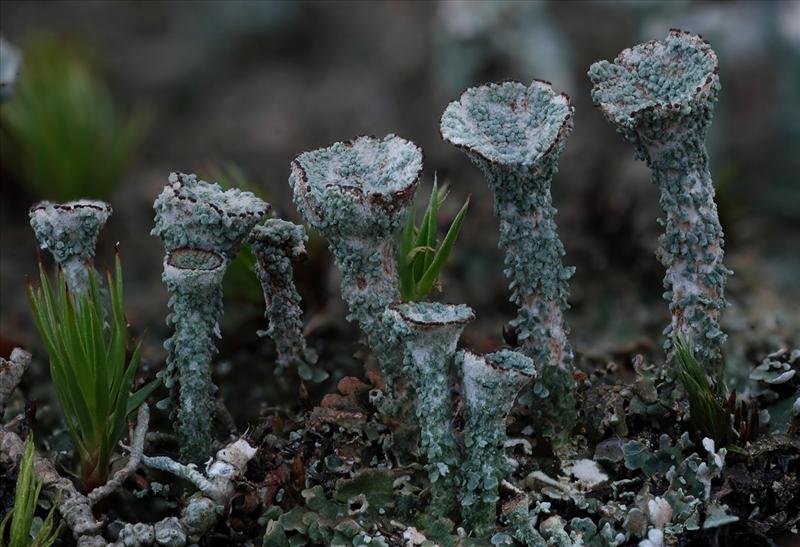 Cladonia pocillum (door Arjan de Groot)