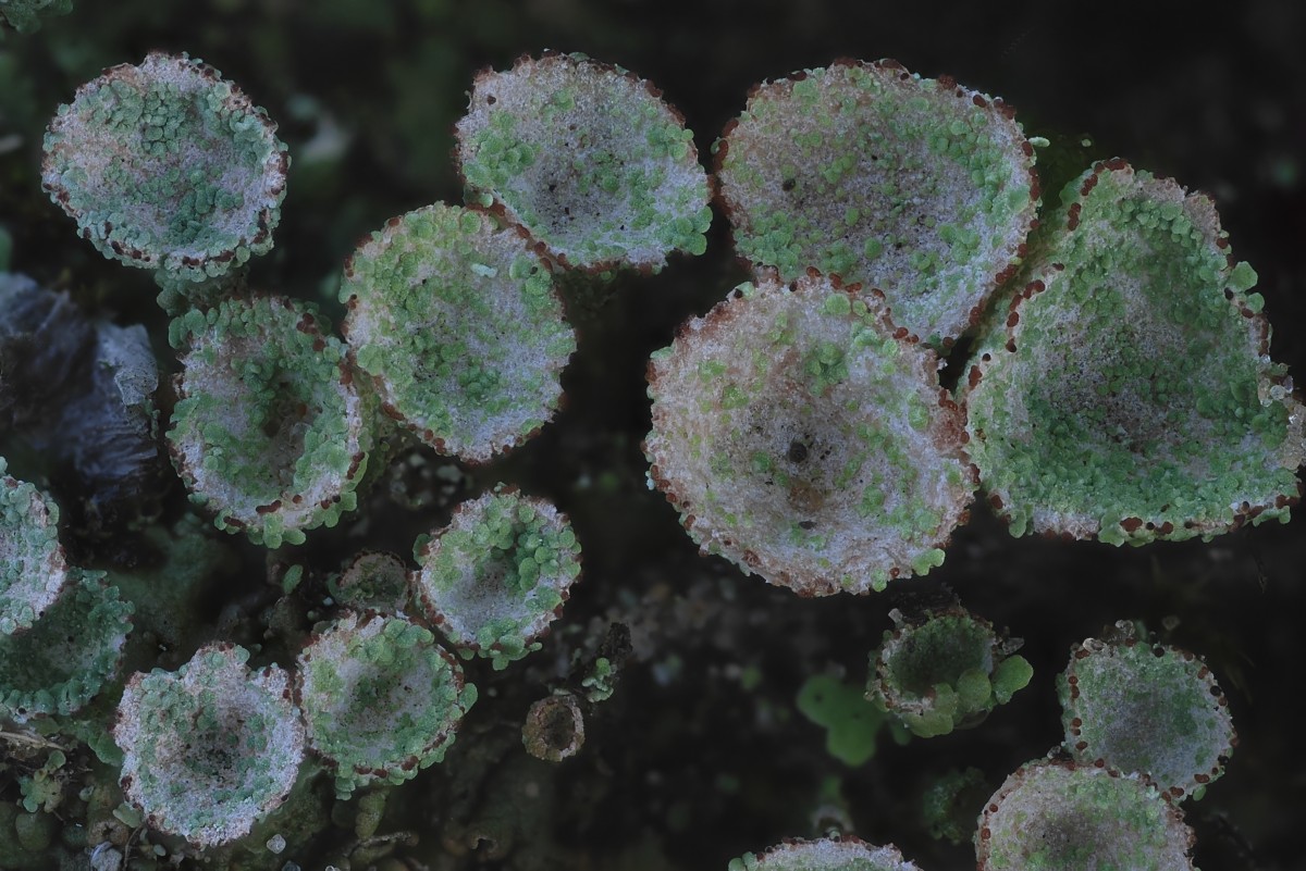 Cladonia pocillum (door Arjan de Groot)