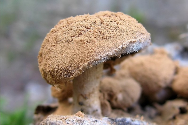 Asterophora lycoperdoides (door Gio van Bernebeek)