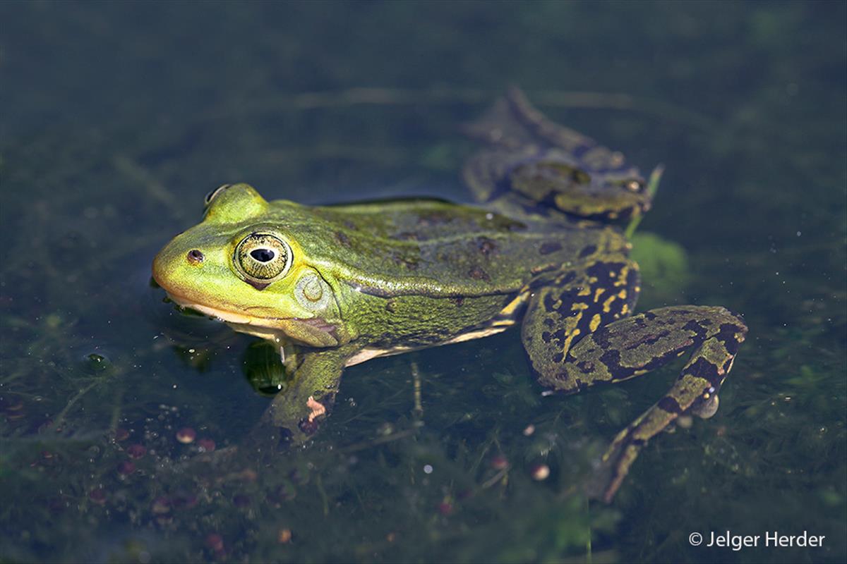 Pelophylax lessonae (door Jelger Herder)