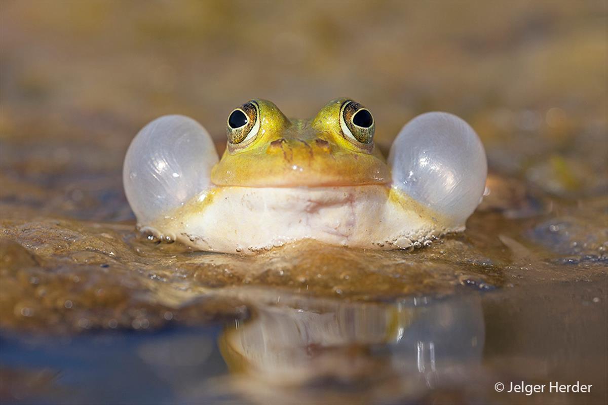 Pelophylax lessonae (door Jelger Herder)