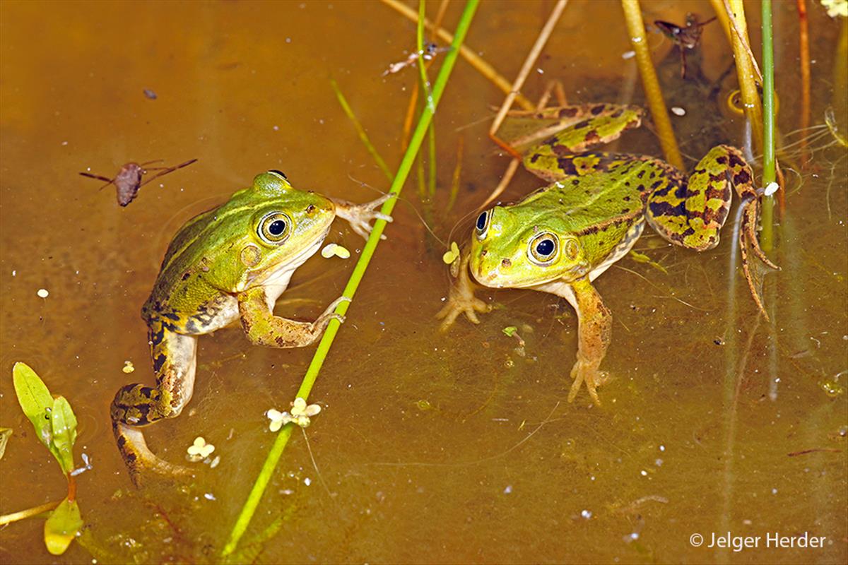 Pelophylax lessonae (door Jelger Herder)