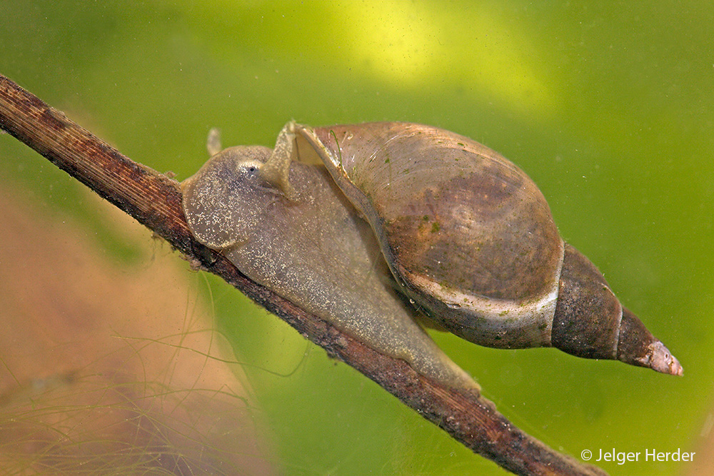 Lymnaea stagnalis (door Jelger Herder)