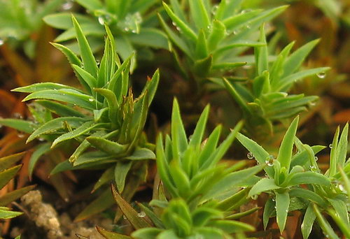 Pogonatum aloides (door Andrew Spink)