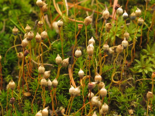 Pogonatum nanum (door Andrew Spink)