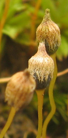 Pogonatum nanum (door Andrew Spink)