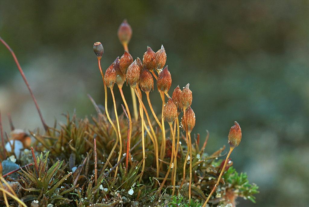 Pogonatum nanum (door Jan Kersten)