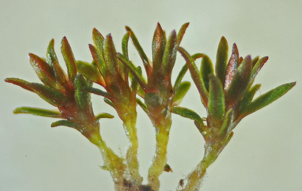 Pogonatum nanum (door Jan Kersten)