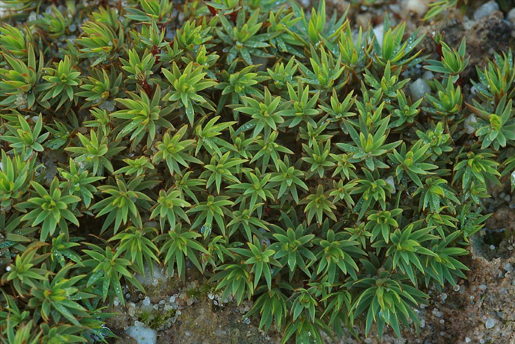 Pogonatum urnigerum (door Jan Kersten)